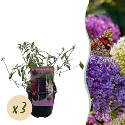 Vlinderstruik - Buddleja davidii Tricolour - Bloem Roze , Wit en Paars - 3 Planten - 1m2 - Bladverliezend - Vlinderlokkend - Pot 17cm Hoogte 30cm