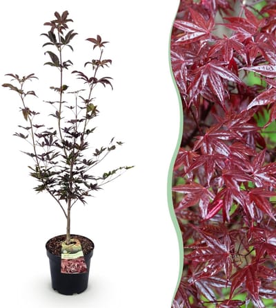 Green boutiQ - Tuinplant - Acer palmatum Bloodgood - Japanse Esdoorn - Bladverliezend - Rood - 1 - Pot 26cm - Hoogte 90cm