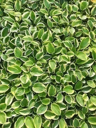 6x Hartlelie - Hosta hybr. 'Brim Cup' | 9x9 cm pot
