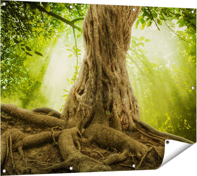 Gards Tuinposter Grote Boom in het Bos met Wortels - 120x90 cm - Tuindoek - Tuindecoratie - Wanddecoratie buiten - Tuinschilderij