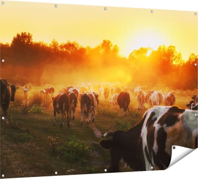 Gards Tuinposter Kudde Koeien in Weiland bij Zonsondergang - 160x120 cm - Tuindoek - Tuindecoratie - Wanddecoratie buiten - Tuinschilderij