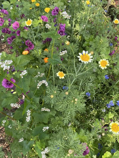 Veldbloemen zaad - Kleurrijke Akkerrand meerjarig 1 kilo - 500 m2 - klaproos - korenbloem - cosmea - goudsbloem - gele ganzenbloem