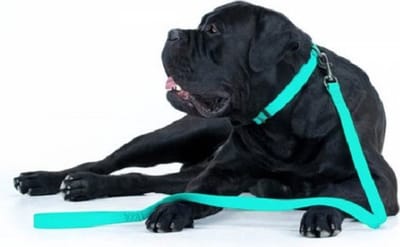 WAUDOG Waterproof Hondenlijn / Hondenriem - Collartex - Mint - Glow In The Dark - Breedte 25 mm - Lengte 122 cm - Geschikt voor grote honden
