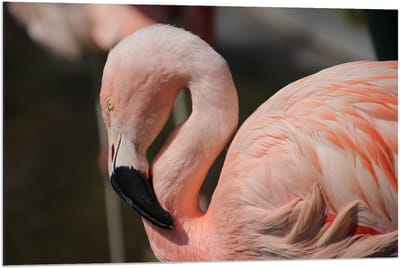 Dibond - Flamingo met Gebogen Nek - 90x60cm Foto op Aluminium (Met Ophangsysteem)