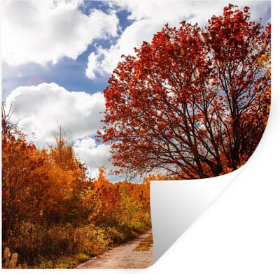Muurstickers - Sticker Folie - Boom - Pad - Herfst - 100x100 cm - Plakfolie - Muurstickers Kinderkamer - Zelfklevend Behang XXL - Zelfklevend behangpapier - Stickerfolie