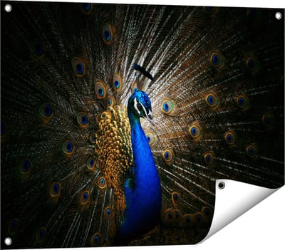 Gards Tuinposter Blauwe Pauw met Grote Veren - 80x60 cm - Tuindoek - Tuindecoratie - Wanddecoratie buiten - Tuinschilderij