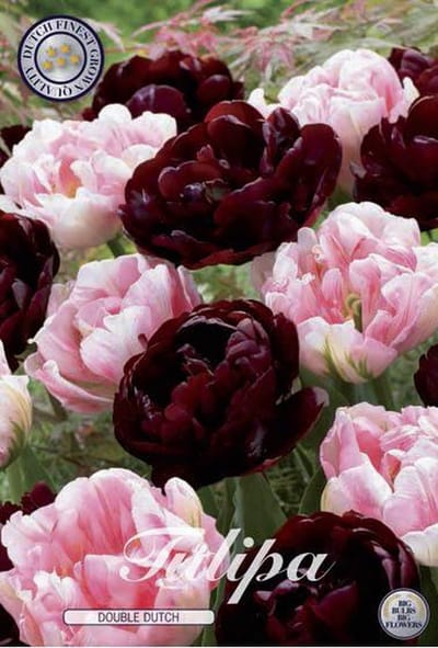 Double Dutch Garden Tulpenbollen 10 stuks bolmaat 12+