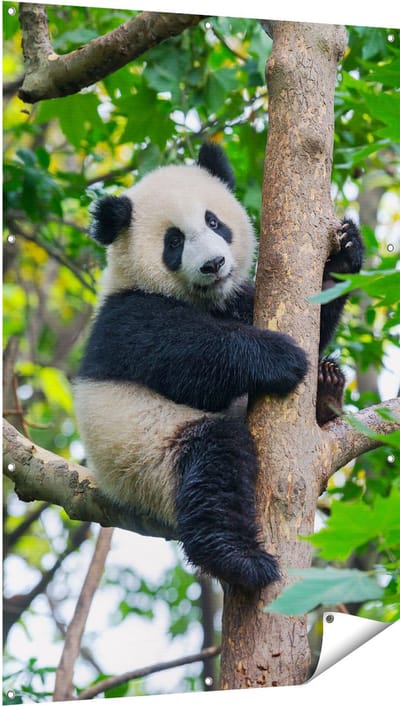 Gards Tuinposter Panda in de Bomen - 100x150 cm - Tuindoek - Tuindecoratie - Wanddecoratie buiten - Tuinschilderij