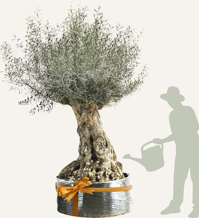 Evergreens - Olijfboom - Olea europaea - 'Bonsai' - 120/140 - Olea Europea - Olijfboom op stam in net - Winterhard - Groenblijvend - Olijven - Voeding