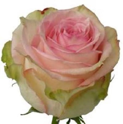 10x Rosa esperance 60cm
