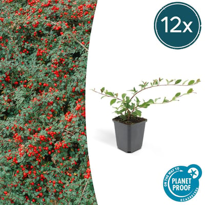 Trendyplants - Cotoneaster dammeri 'Major' - 12 stuks - Dwergmispel - Winterhard - Hoogte 20-30 cm - Potmaat Ø9cm