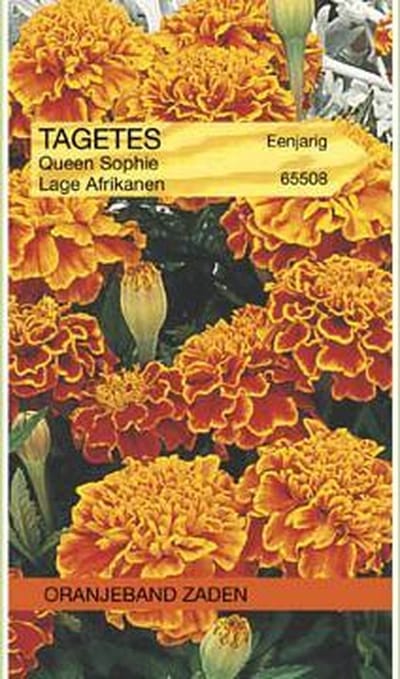 Oranjebandzaden -  Tagetes, Afrikaan Bolero (vh  Queen Sophia)