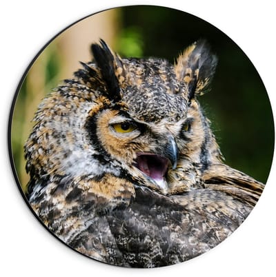 Dibond Wandcirkel - Hoofd van Uil met Groene Achtergrond  - 20x20cm Foto op Aluminium Wandcirkel (met ophangsysteem)