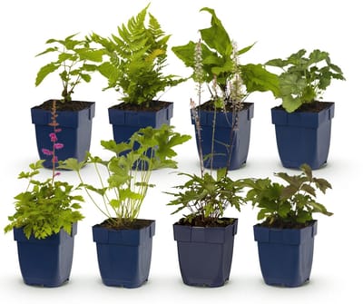 Green boutiQ - Vasteplant - Borderpakket - Schaduw - Diversen - Soorten en kleuren - 6 Planten - Pot 11cm - Hoogte 15-25cm