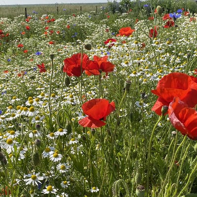 Holland Mengsel - Veldbloemen Zaden Wilde Bloemen - 50 gram - 32 vierkante meter - Meerjarig