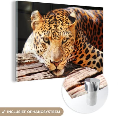 MuchoWow® Glasschilderij 60x40 cm - Schilderij acrylglas - Panter - Boom - Natuur - Foto op glas - Schilderijen