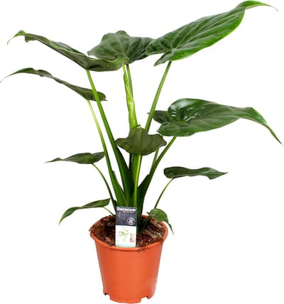 Bloomique - Alocasia Cucullata - Olifantsoor - Kamerplanten - Hoogte 50-60 cm - Pot 19 cm