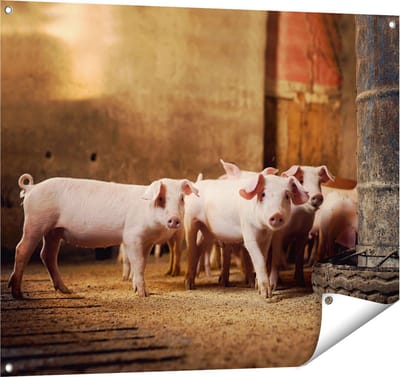 Gards Tuinposter Varkens op een Boerderij Stal - 100x80 cm - Tuindoek - Tuindecoratie - Wanddecoratie buiten - Tuinschilderij