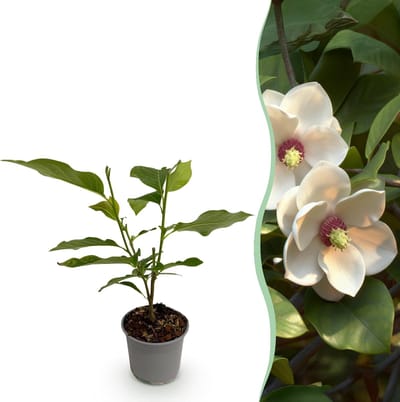 Green boutiQ - Tuinplant - Magnolia sieboldii - Bloem Wit-Rood - 1 Plant - Bladverliezend - Weinig Onderhoud -Pot 12cm Hoogte 30cm
