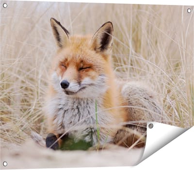 Gards Tuinposter Vos in de Duinen - 80x60 cm - Tuindoek - Tuindecoratie - Wanddecoratie buiten - Tuinschilderij