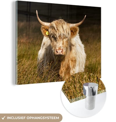 MuchoWow® Glasschilderij 160x120 cm - Schilderij acrylglas - Schotse Hooglander - Licht - Gras - Dieren - Foto op glas - Schilderijen