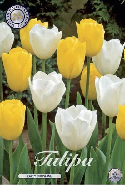 Early Sunshine Garden Tulpenbollen 10 stuks bolmaat 12+
