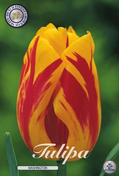 Washington Triumph Tulpenbollen Bolmaat 12+ 10 Bloembollen