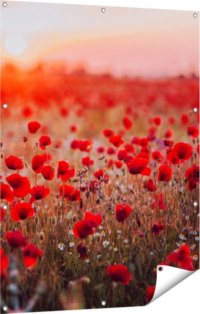 Gards Tuinposter Rode Klaprozen Bloemenveld Zonsondergang - 90x120 cm - Tuindoek - Tuindecoratie - Wanddecoratie buiten - Tuinschilderij
