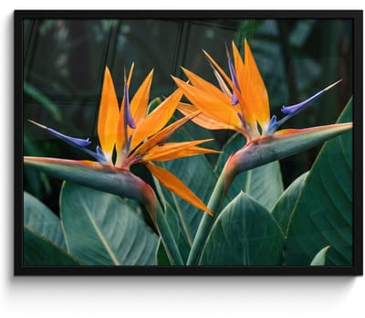 Poster in lijst - Fotolijst 80x60 cm - Posters - Paradijsvogel - Bloem - Exotisch - Posterlijst zwart - Decoratie - Wanddecoratie woonkamer - Muurdecoratie slaapkamer