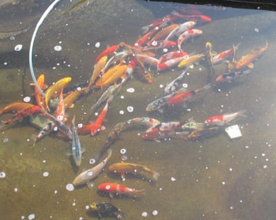 koivoer 4 kleuren 4,5 mm 15 liter - visvoer - vissenvoer - vijvervoer - kleurvoer - korrels - voer - drijvend - koikarper - goudvis - all roud mix -muti Color