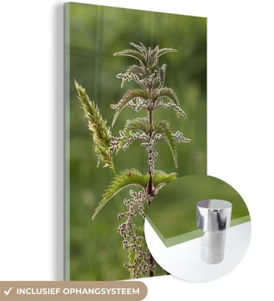 ® Glasschilderij 120x180 cm - Schilderij acrylglas - Een brandnetel in bloei - Foto op glas - Muurdecoratie woonkamer - Wanddecoratie slaapkamer - Schilderijen