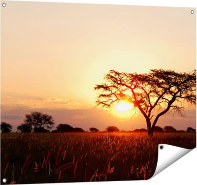 Gards Tuinposter Zonsondergang Achter een Acacia Boom - 100x80 cm - Tuindoek - Tuindecoratie - Wanddecoratie buiten - Tuinschilderij