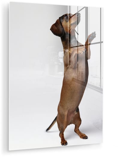 ® Glasschilderij 120x160 cm - Schilderij acrylglas - Een Teckel die op haar achterste twee poten staat - Foto op glas - Muurdecoratie woonkamer - Wanddecoratie slaapkamer - Schilderijen