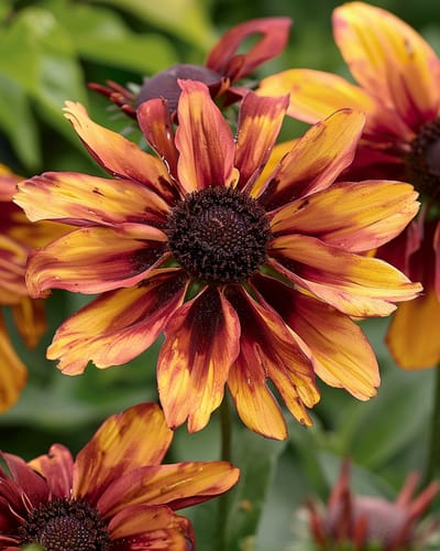 2 sets - Zonnehoed Sahara Zaden Rudbeckia Hirta Eenjarig
