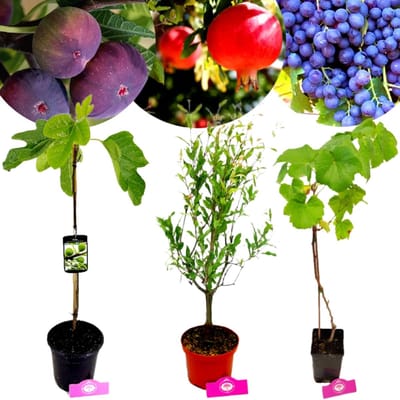 Set van 3 Mediterrane fruitplanten - Vijg, Granaatappel, Druif - Hoogte 50 cm - 11 cm pot
