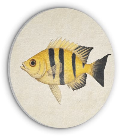 Akoestisch wandpaneel rond 50x50 cm - Vilt schilderij Geel - Vis - Strepen - Tropisch - Ronde akoestische panelen - Geluidsdempende wanddecoratie - Geluidsisolatie wandcirkel - Muurdecoratie geluidspanelen