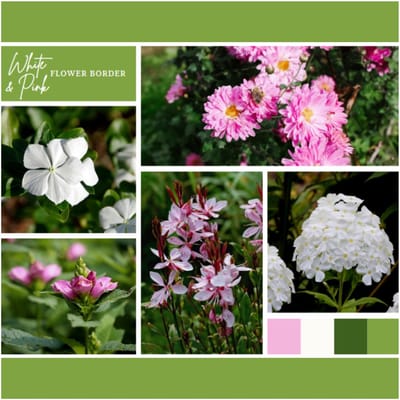 Borderpakket Wit en Roze (6 planten: 1m²) - Bijen-Vlinders - Snijbloemen - Vaste planten