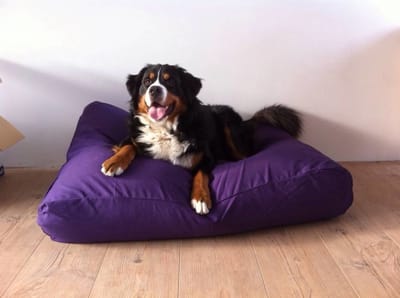 Dog's Companion - Hondenkussen / Hondenbed paars - XS - 55x45cm