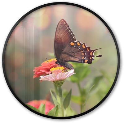 Poster in lijst Rond - Fotolijst 60x60 cm - Posters - Bloemen - Vlinder - Natuur - Bloem - Ronde posterlijst zwart - Decoratie - Wanddecoratie woonkamer - Muurdecoratie slaapkamer