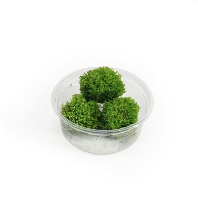 Moerings Riccia fluitans mos | Levermos | in 80CC vitro cup Waterplant