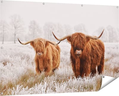 Gards Tuinposter Twee Schotse Hooglander Koeien in de Wei - 150x100 cm - Tuindoek - Tuindecoratie - Wanddecoratie buiten - Tuinschilderij