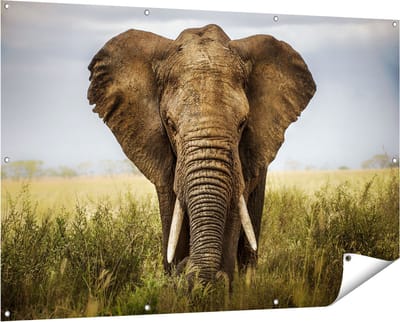 Gards Tuinposter Olifant in het Wild - Kleur - 150x100 cm - Tuindoek - Tuindecoratie - Wanddecoratie buiten - Tuinschilderij