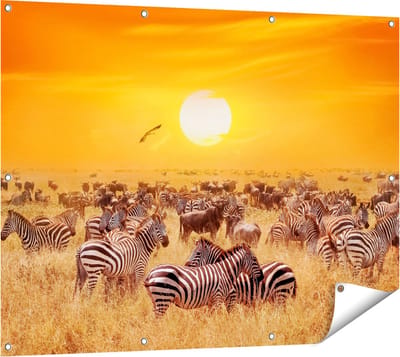 Gards Tuinposter Kudde Zebra's bij een Oranje Zonsondergang - 120x90 cm - Tuindoek - Tuindecoratie - Wanddecoratie buiten - Tuinschilderij