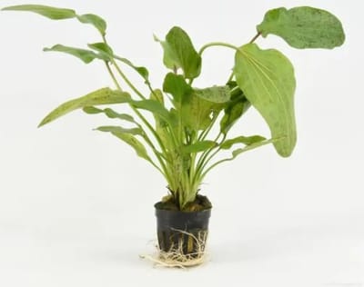 Moerings Echinodorus Ozelot Groen in 5 cm pot