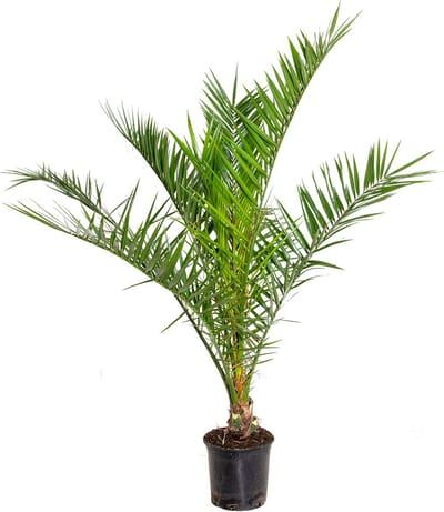 Bloomique - Phoenix Canariensis - Canarische Dadelpalm - Palmboom Winterhard - Tuinplanten - Hoogte 80-100 cm - Pot 19 cm