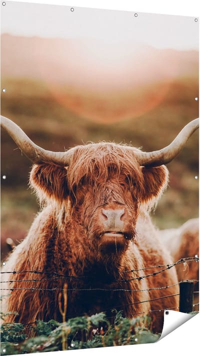 Gards Tuinposter Schotse Hooglander Koe in de Zon - 120x180 cm - Tuindoek - Tuindecoratie - Wanddecoratie buiten - Tuinschilderij