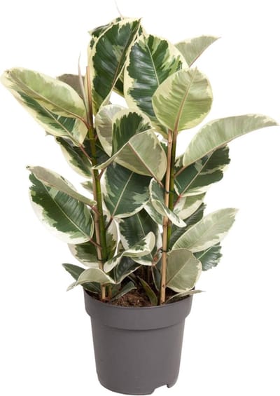 Plantenboetiek.nl | Ficus Elastica Tineke - Ø27cm - 90-100cm hoog - Kamerplant - Groenblijvend