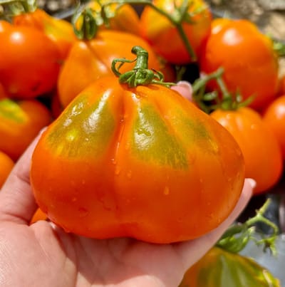 Tomatenzaden - Aladdin’s Lamp - Tomaten zaden biologisch - Zaden voor in de moestuin