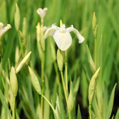 Moerings Iris Pseudacorus Alba | Witte Iris | In 9CM pot