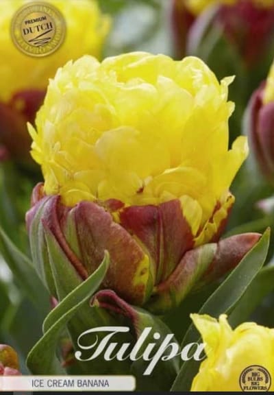 Dutch Finest Quality bloembollen - Tulpen Tulp Double Late Ice Cream Banana x3 12/+s